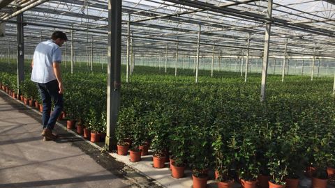 Le nouveau règlement européen « Santé des végétaux » est complexe à appliquer et soulève de nombreuses interrogations, notamment sur l’apposition du passeport phytosanitaire européen. ©L. Hespel